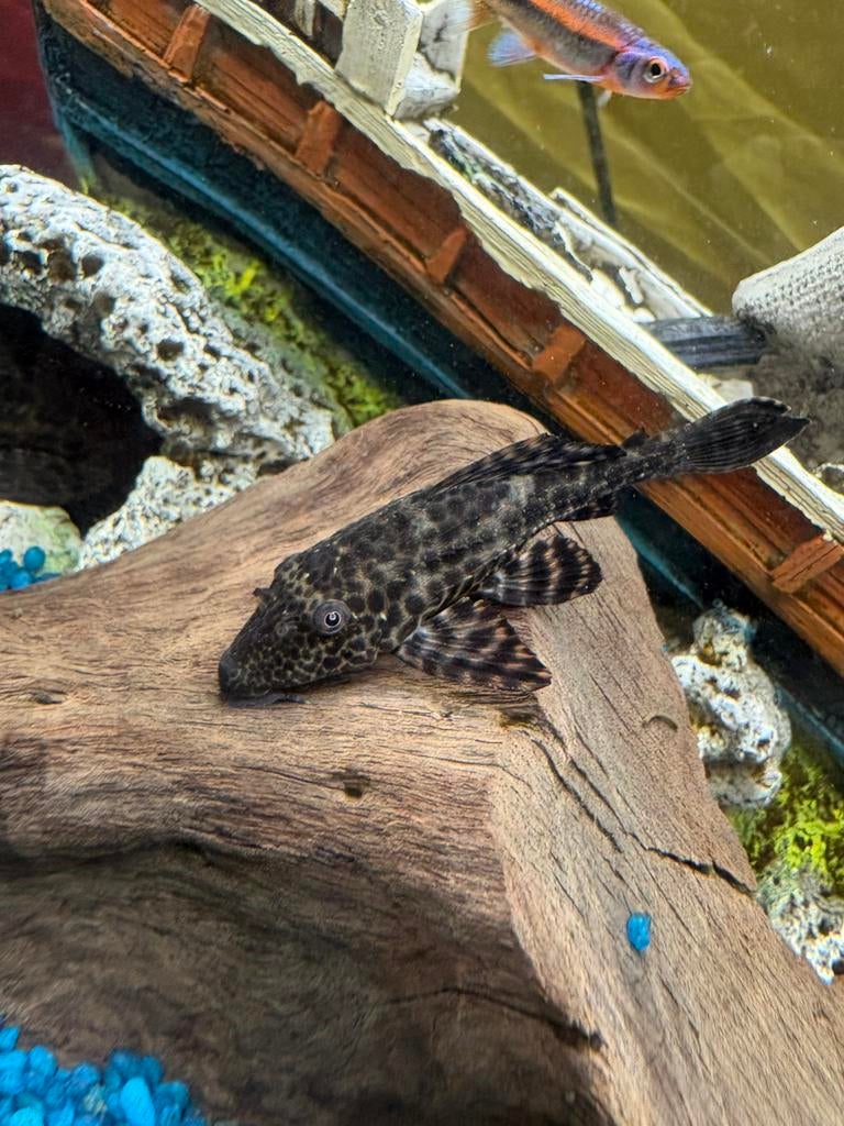 Pleco ramenwasser, Poisson, Poisson d'eau douce
