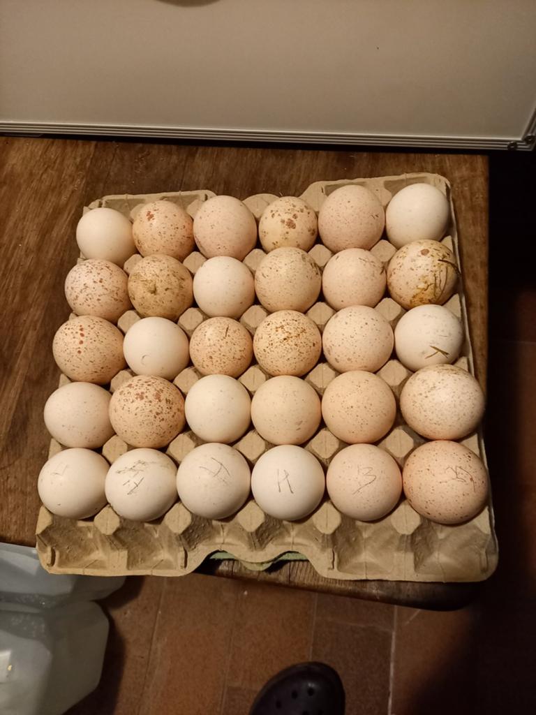 Broedeieren kalkoenen, Dieren en Toebehoren, Pluimvee