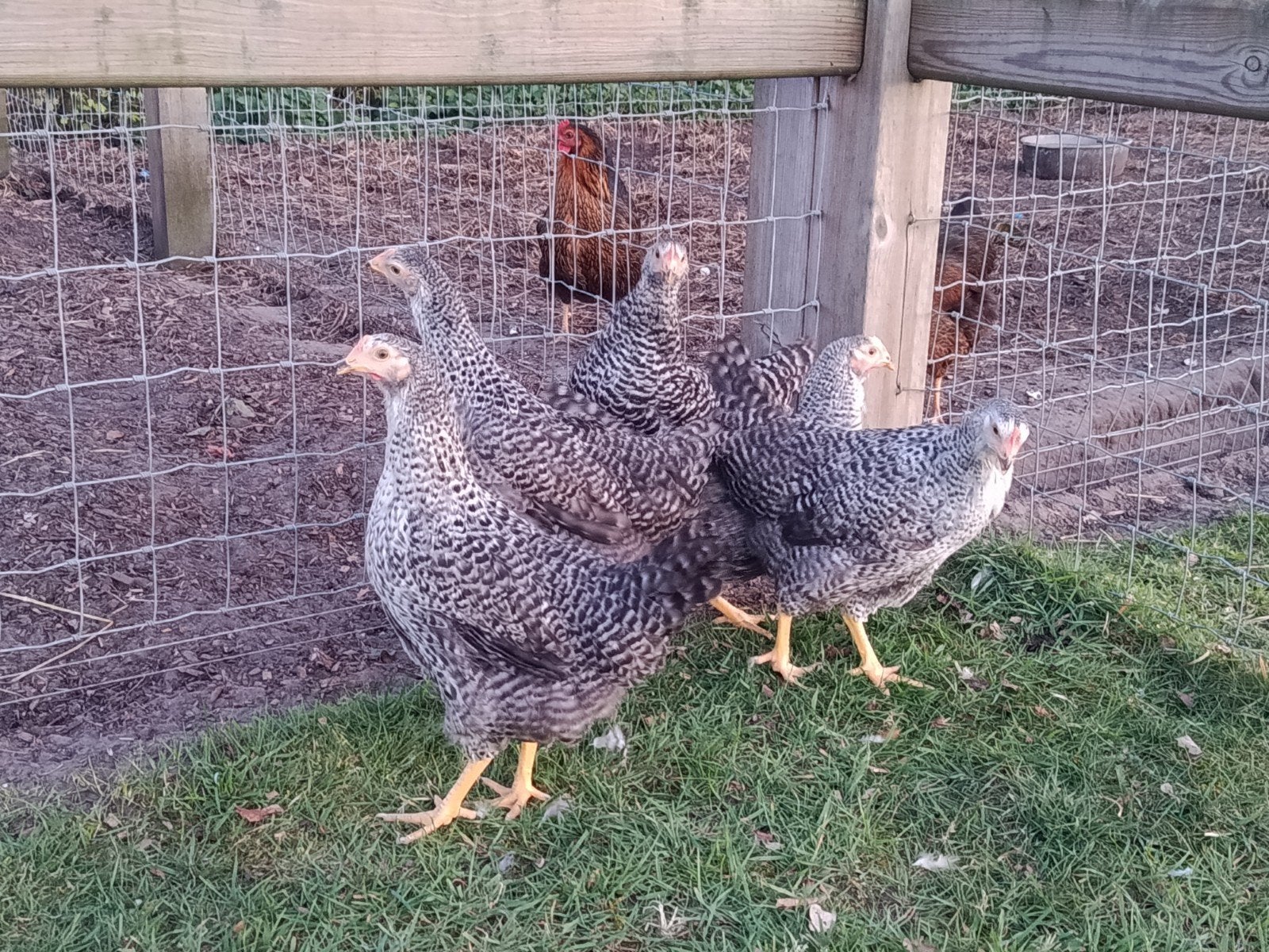hollandse blauwe legkippen, Poule ou poulet