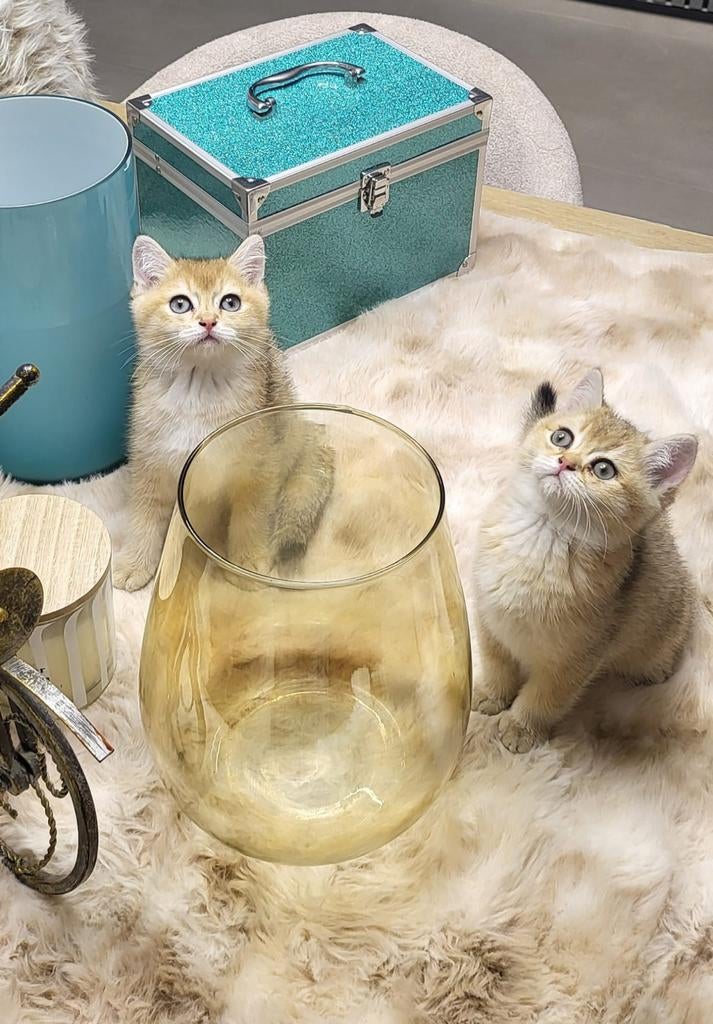 Golden kittens te koop, Meerdere dieren, Gechipt, 0 tot 2 jaar