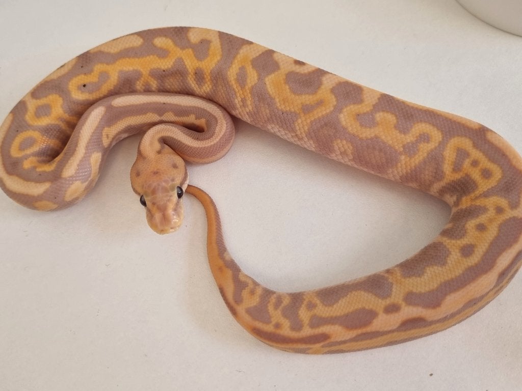 1.0 banana leo spotnose black pastel od het clown 66% pied Ball Python photo 4
