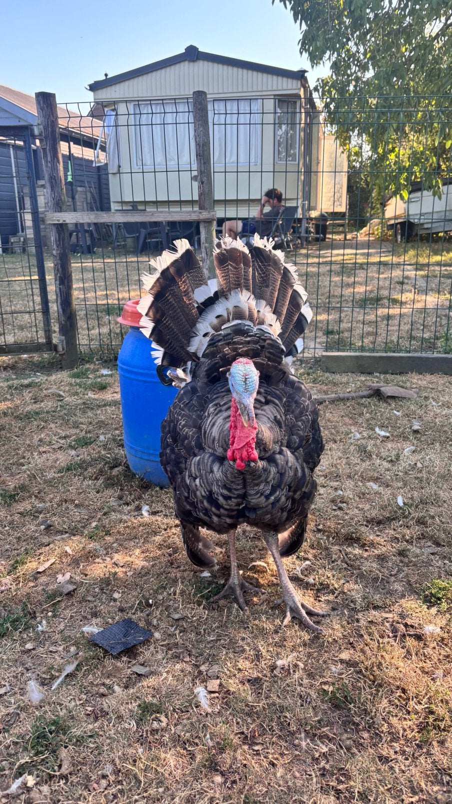Kalkoen haan, Dieren en Toebehoren, Kalkoen