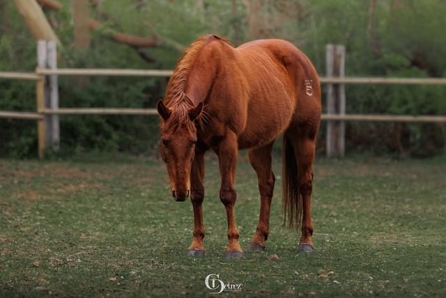 9 jarige AQHA Quarter, Dieren en Toebehoren, Paarden, Merrie, Zadelmak, Minder dan 160 cm, 7 tot 10 jaar, Westernpaard, Met stamboom