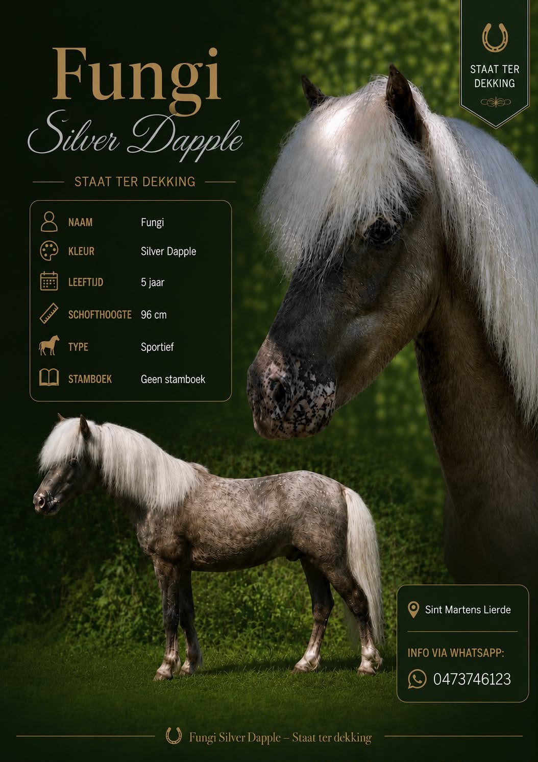 Pour couvrir : magnifique étalon des Shetland Silver Dapple, Étalon
