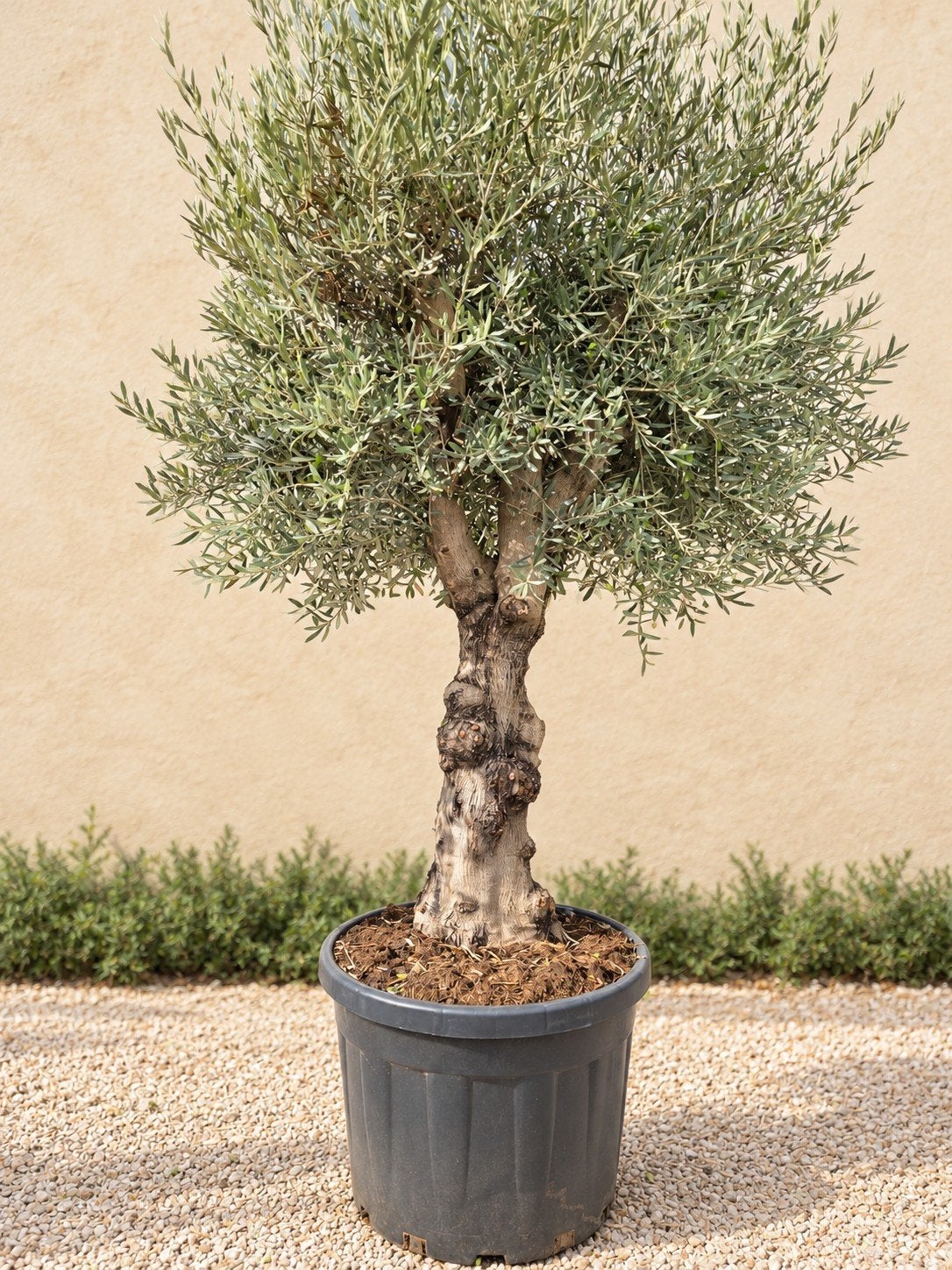 Olijfboom Olea Europaea met oude grillige stam, Enlèvement, Olivier