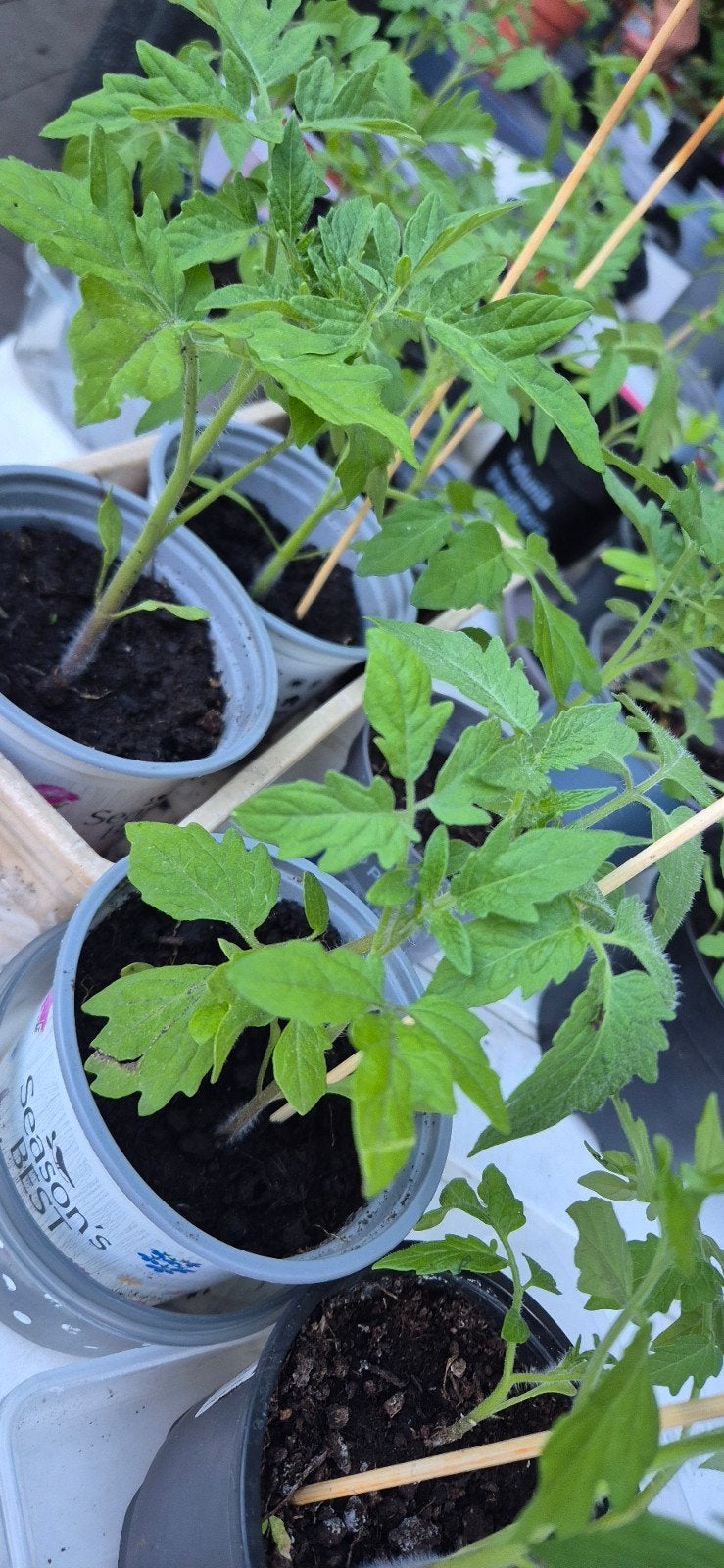 Turkse tomaten plantjes, Ophalen