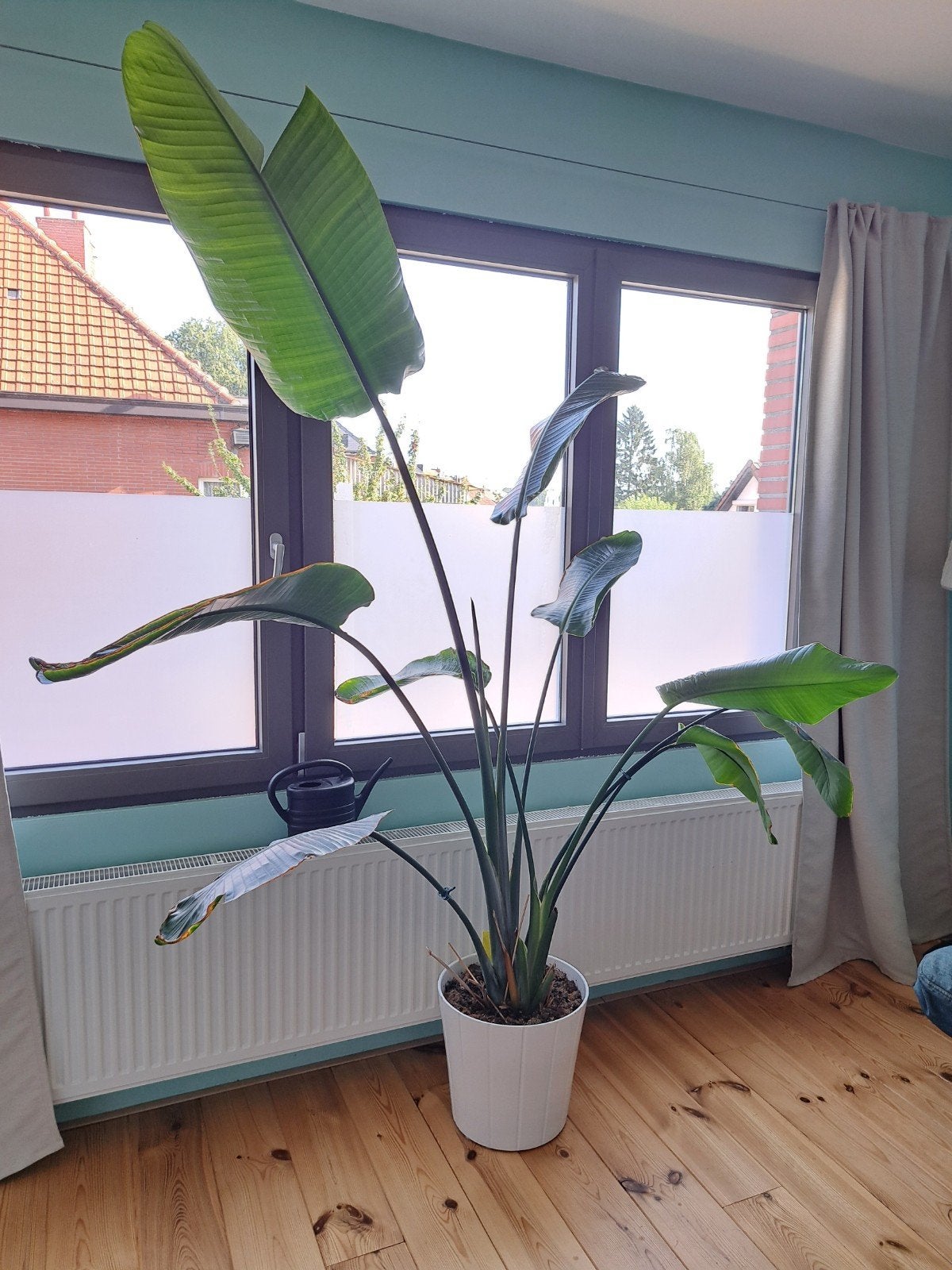 plante oiseau de paradis, Maison & Meubles, Plantes d'intérieur, Enlèvement