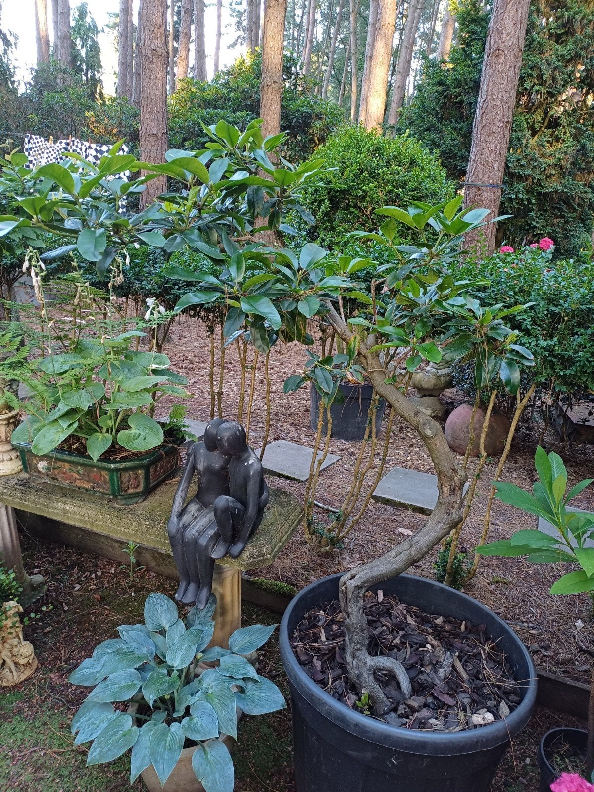 carpinus haagbeuk bonsai, Tuin en Terras, Ophalen