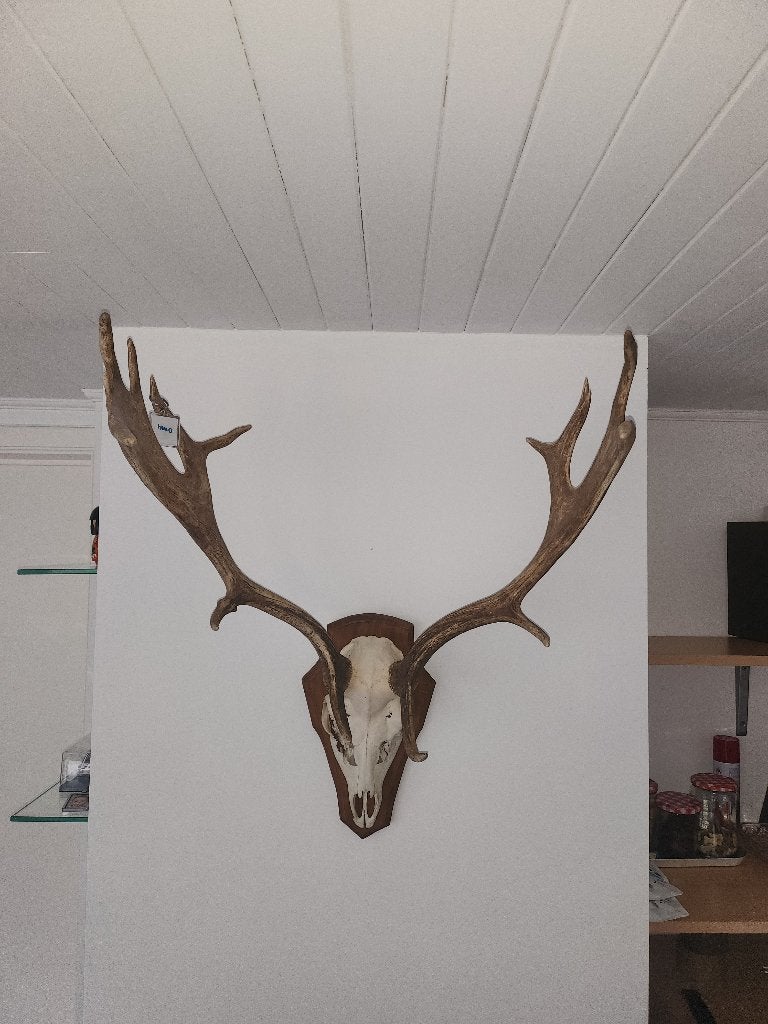 trophées de chasse, Enlèvement, Utilisé, Animal sauvage, Bois ou Tête