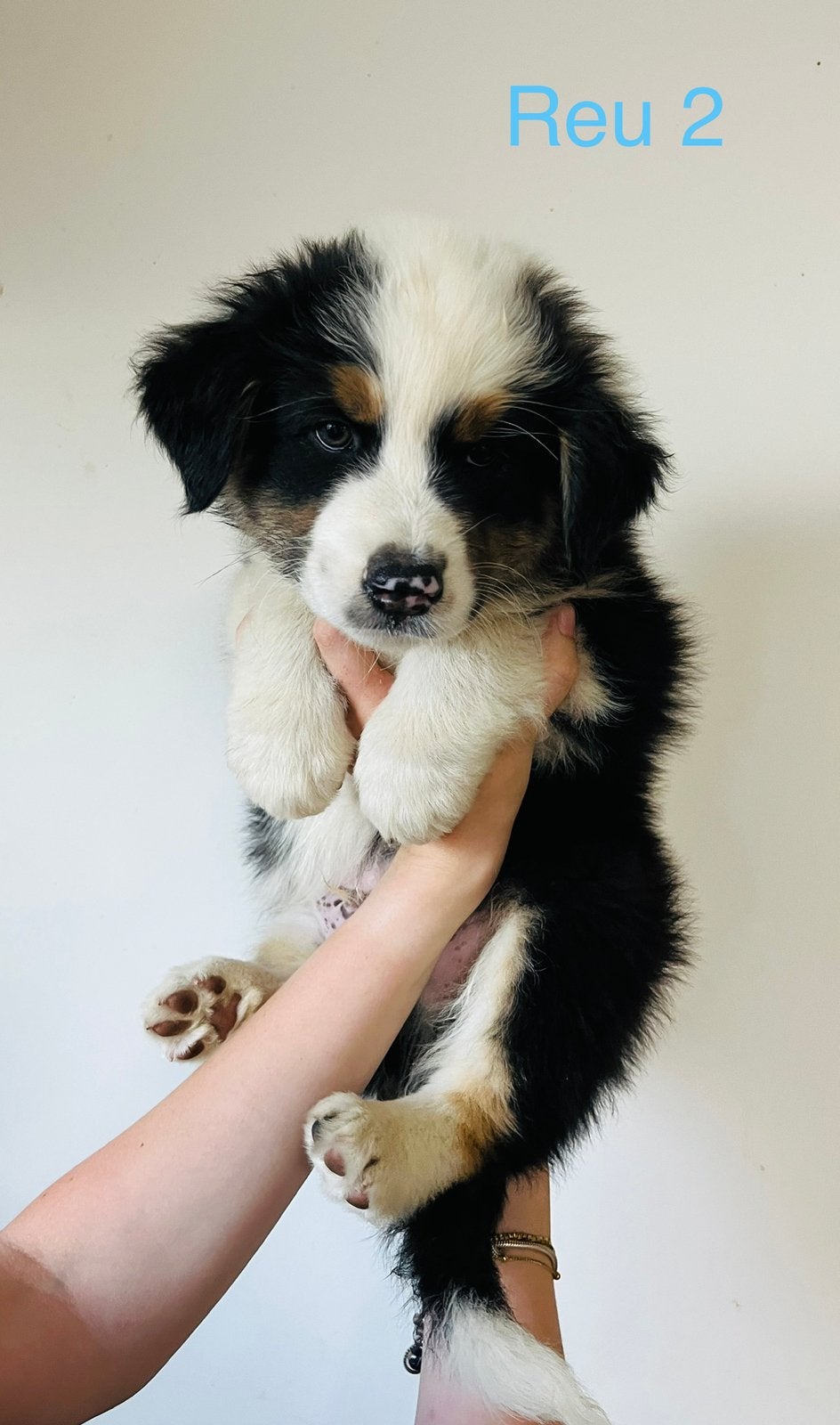 Australische Herder pup reu, Chien (mâle), 8 à 15 semaines, Éleveur | Loisir, Un chien
