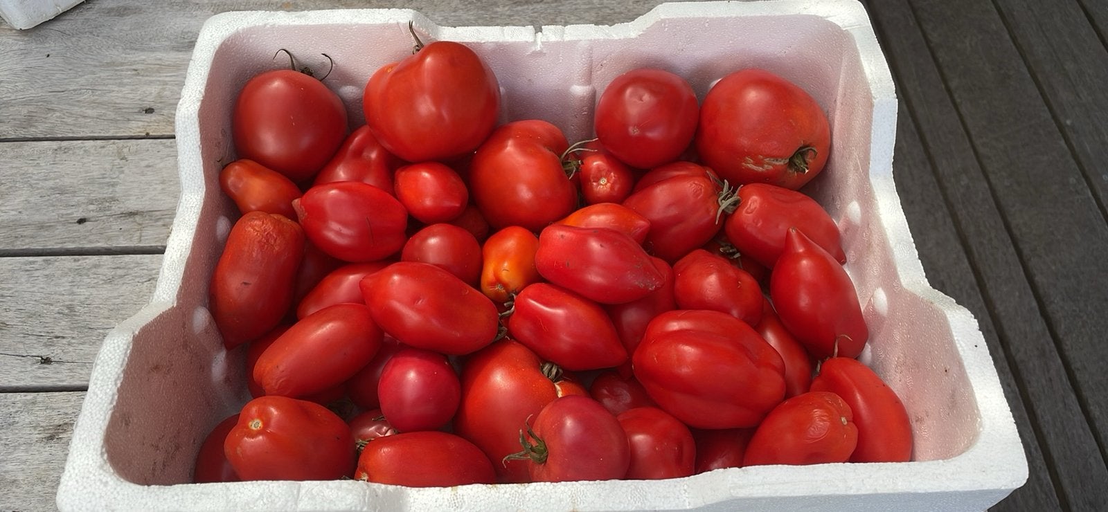 Biotomaten ( eigen kweek), Ophalen