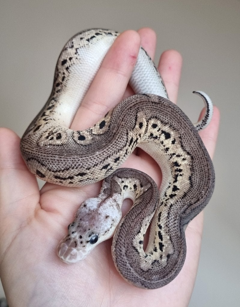 0.1 black pewter spotnose clown koningspython Ball Python photo 2