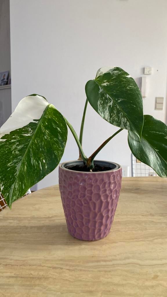 Monstera Variegata, Enlèvement