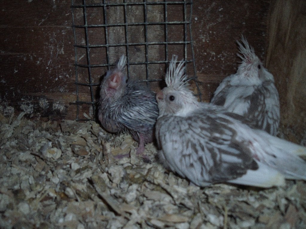 valkparkieten baby, Geringd