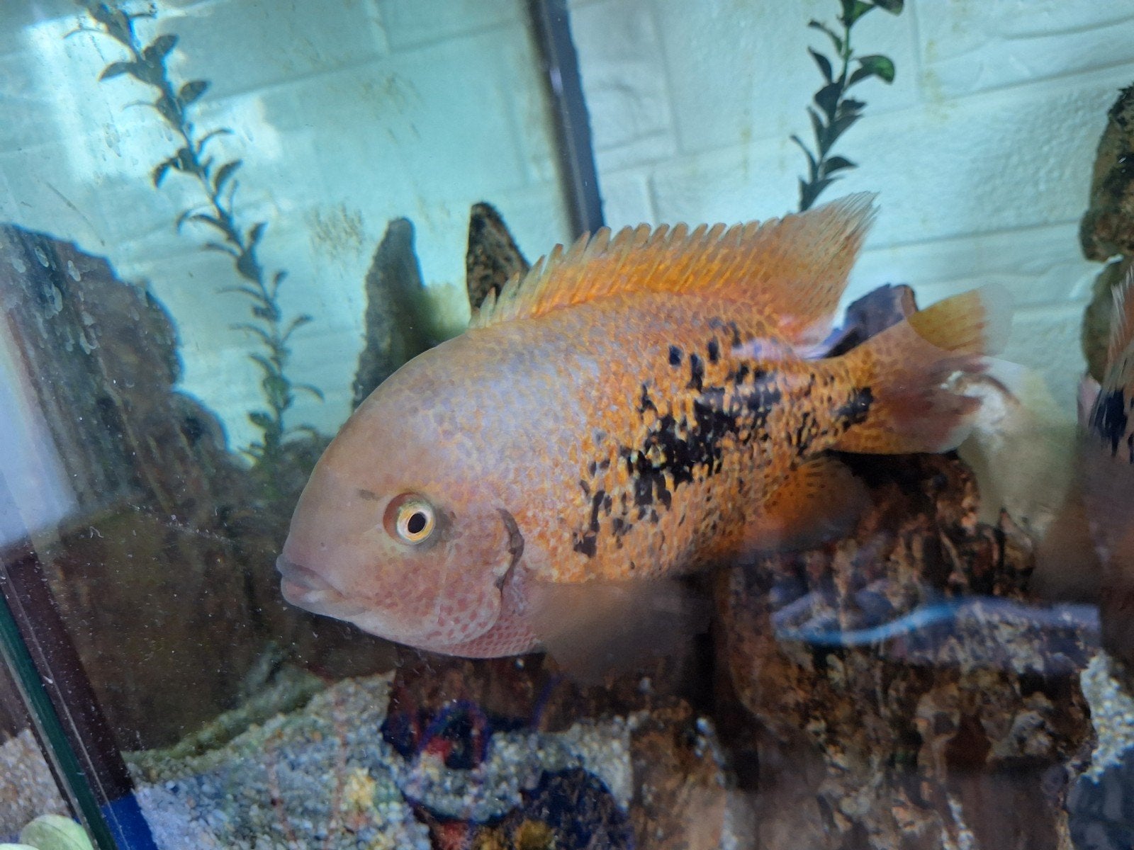 Vieja Cichlid (Female)