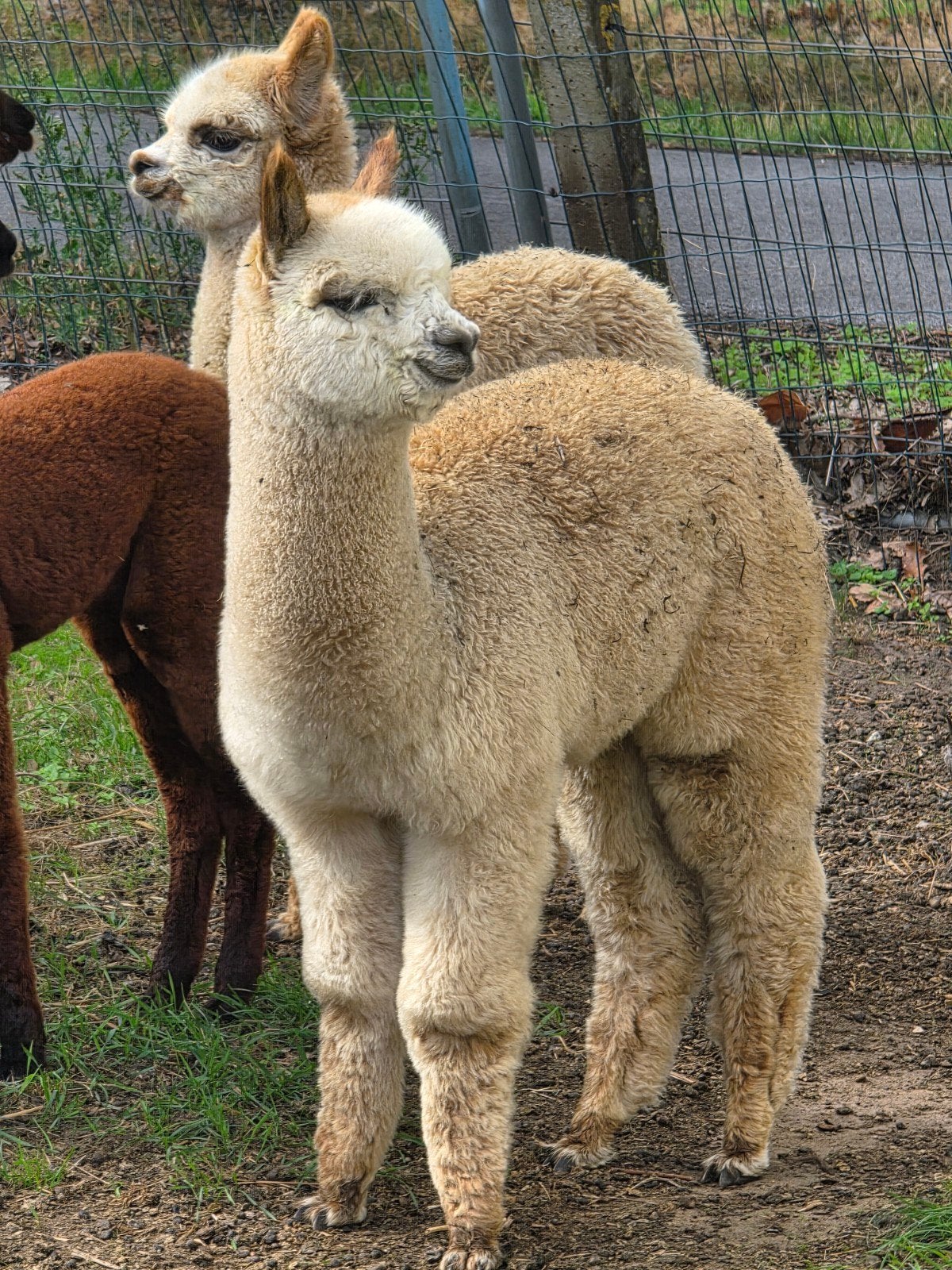 alpaca's merrieveulens, Dieren en Toebehoren, Maart, Vrouwelijk