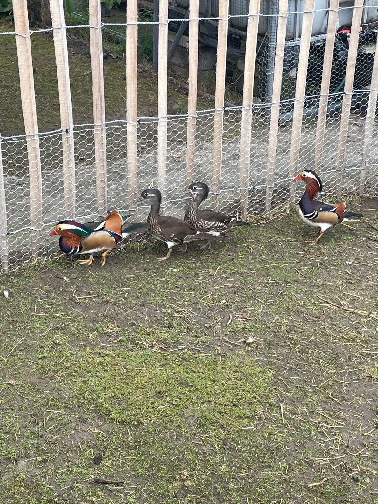 Mandarijneend, Dieren en Toebehoren, Meerdere dieren, Eend