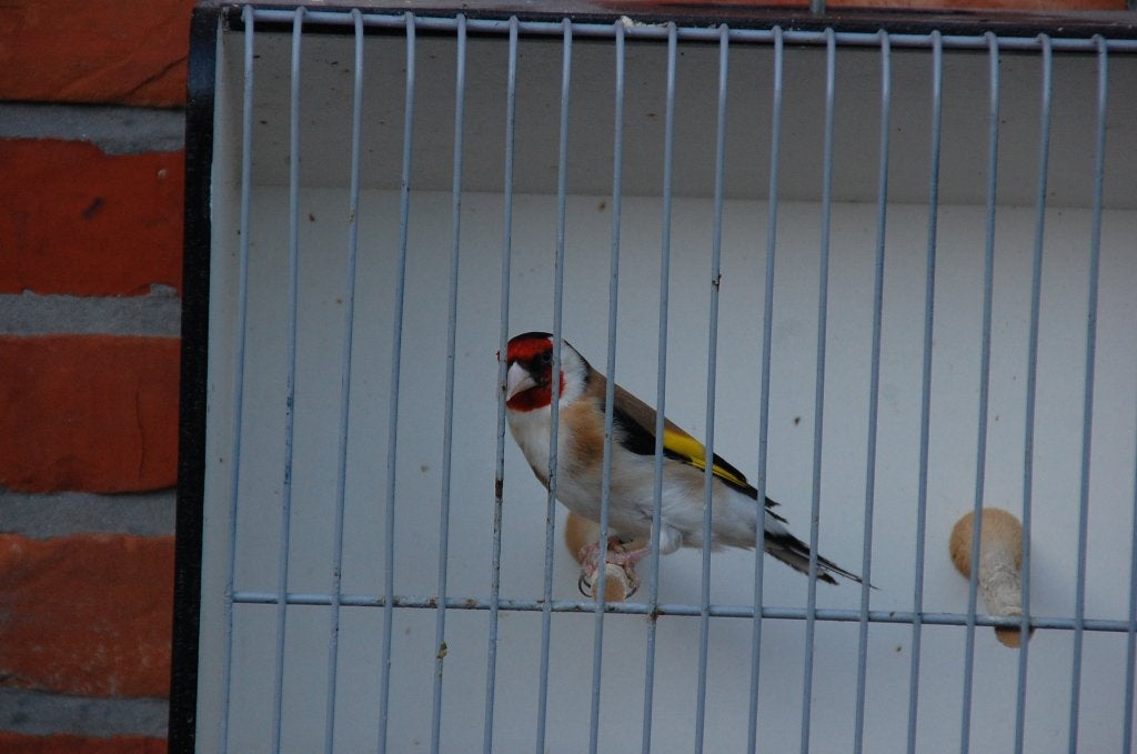 man putter, Dieren en Toebehoren