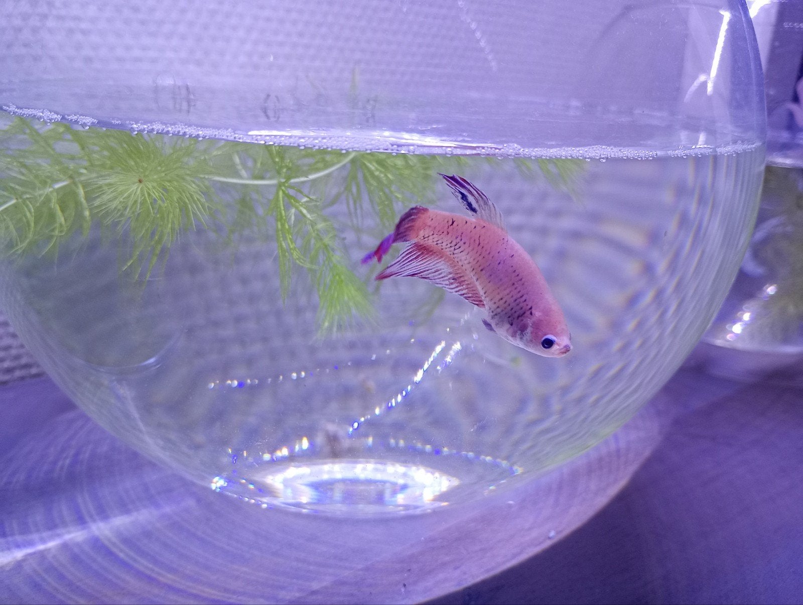 Betta vis (vrouw) + viskom + Betta eten, Ophalen, Zo goed als nieuw