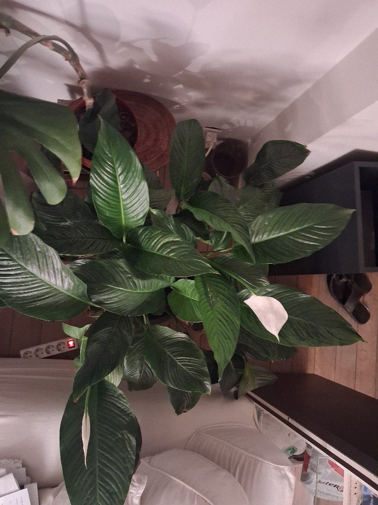 Spathiphyllum/Maanbloem/, Ophalen, Overige soorten, Halfschaduw, Minder dan 100 cm