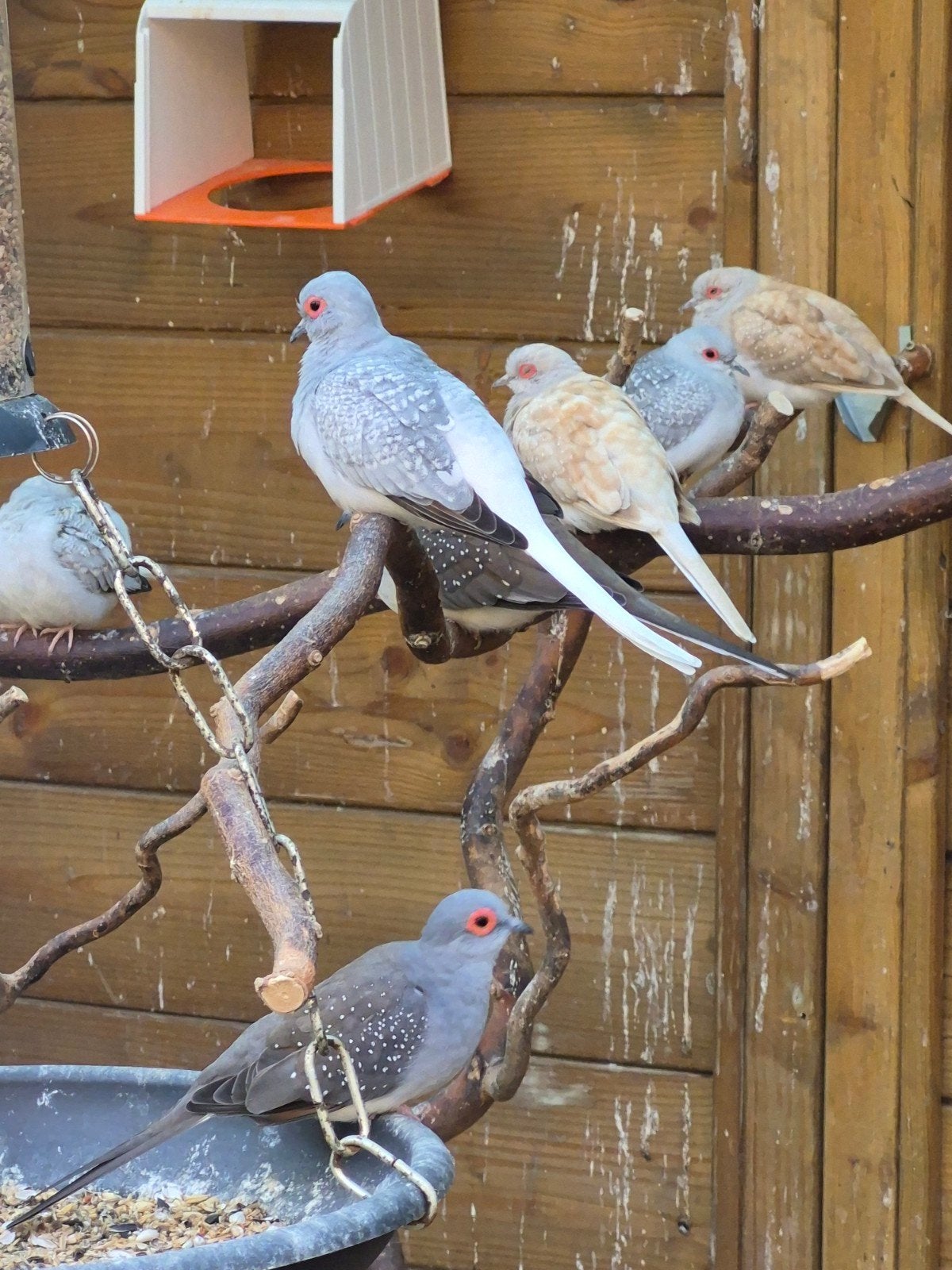 Diamantduifjes van 2026, Dieren en Toebehoren, Vogels | Overige Vogels