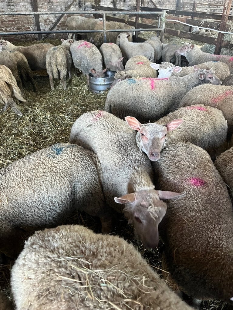 Moutons, Animaux & Accessoires, Femelle, Mouton, 0 à 2 ans