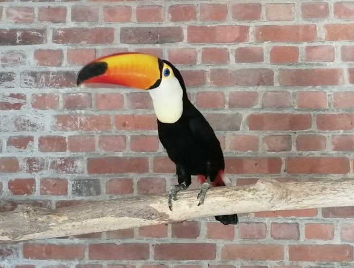 Prachtige toco toekan man, Mannelijk, Tropenvogel, Geringd