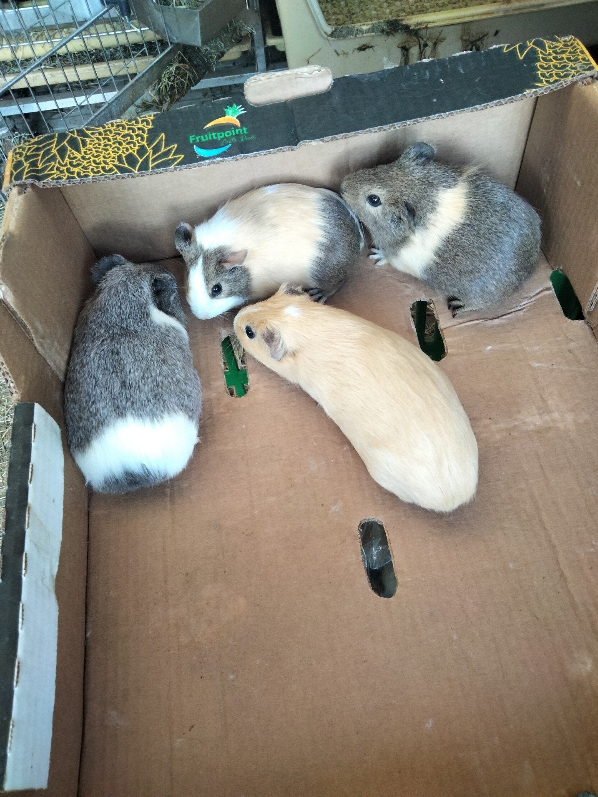 VEELKLEURIGE CAVIA'S M+V., Dieren en Toebehoren, Juni, Meerdere dieren, Cavia