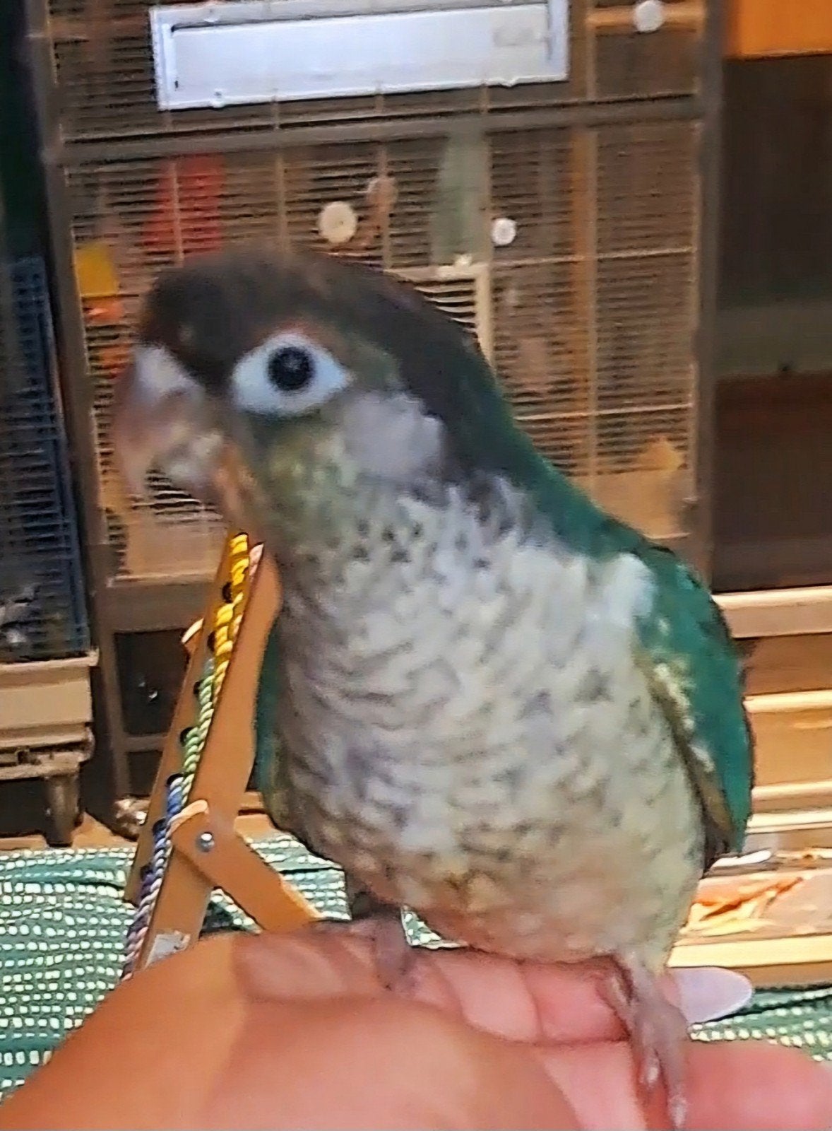 conure, Animaux & Accessoires, Enlèvement