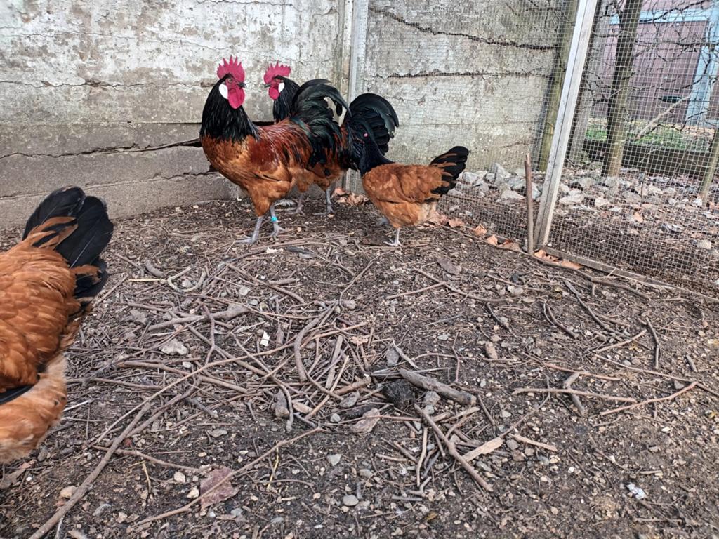 Vorwerk haan, Dieren en Toebehoren