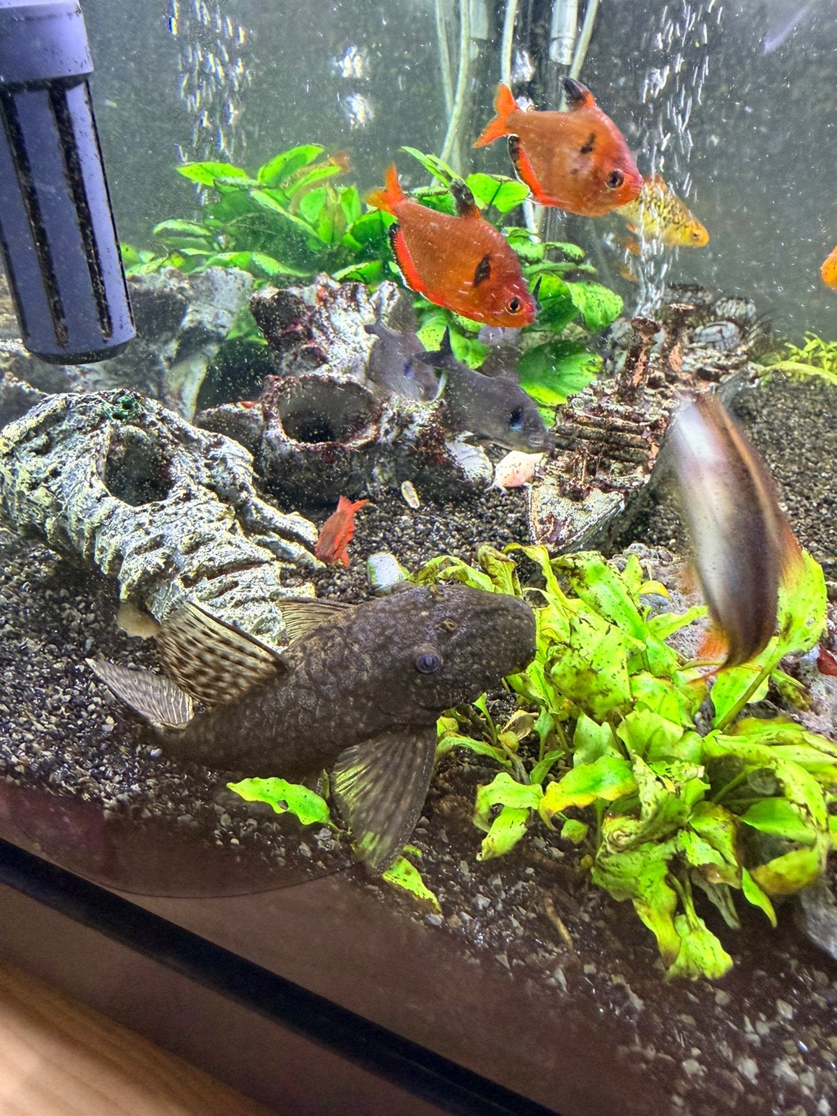 Warm water aquarium vissen, Animaux & Accessoires, Poisson d'eau douce