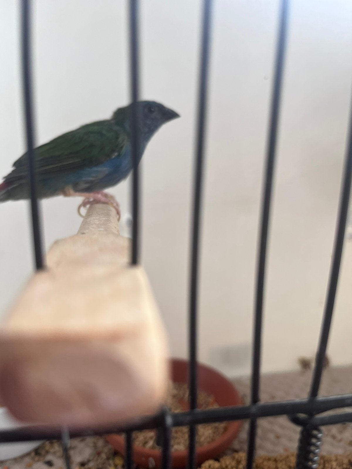 3 forbes papegaai amandine poppen, Dieren en Toebehoren, Vogels | Overige Vogels, Vrouwelijk, Tropenvogel, Geringd