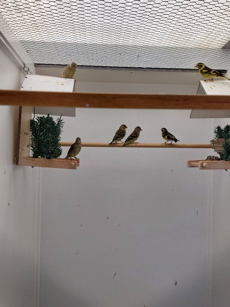 Himalaya groenling Chloris spinoides, Dieren en Toebehoren, Meerdere dieren, Tropenvogel, Geringd