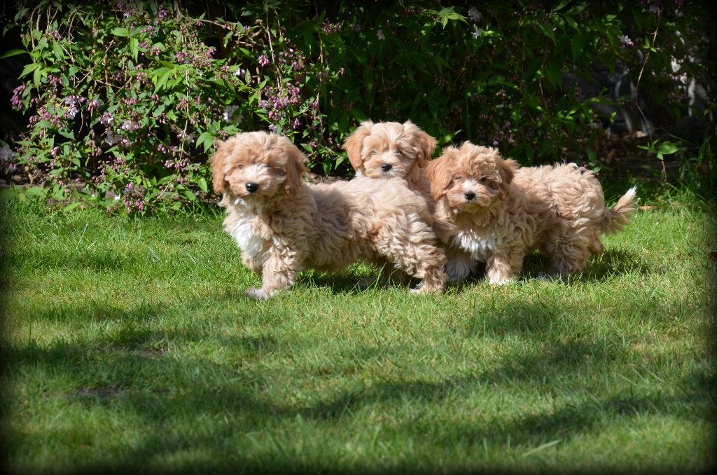 Chiots Maltipoo, Chien (mâle), Maladie de Carré (chiens), Autres races, Belgique