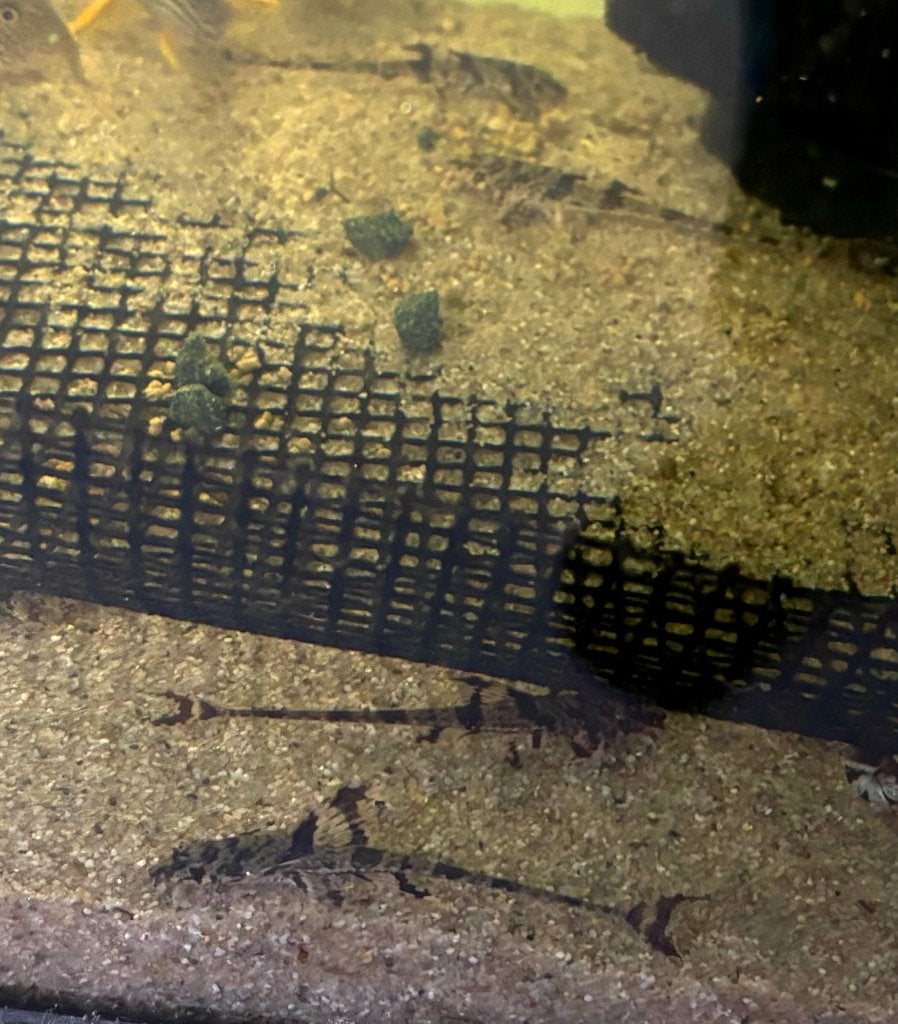 Zweepstaartmeerval rineloricaria parva eigen kweek, Dieren en Toebehoren, Vis, Zoetwatervis