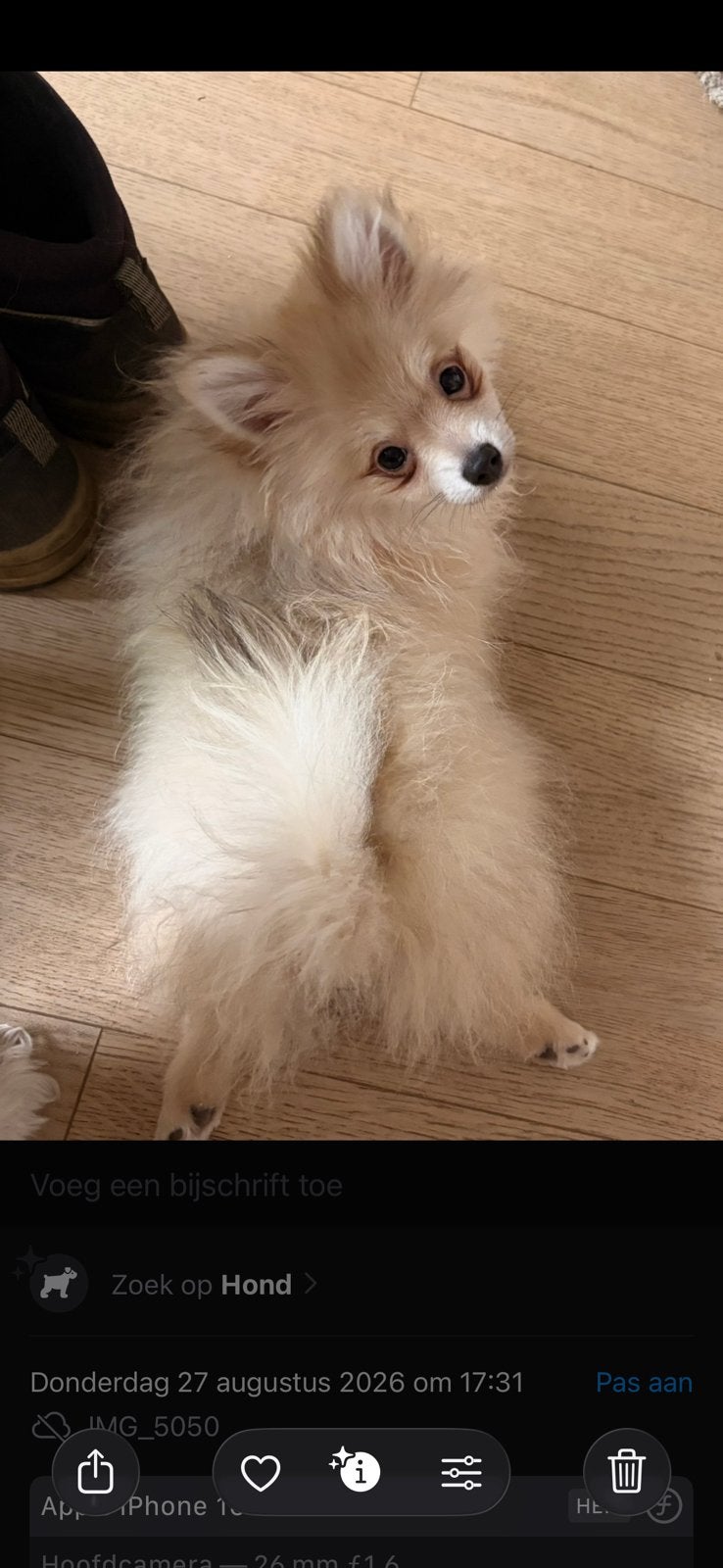 Dwerg kees pomeriaan pup kan overweg met poes, Maladie de Carré (chiens), Loulou, Chien (mâle), Belgique