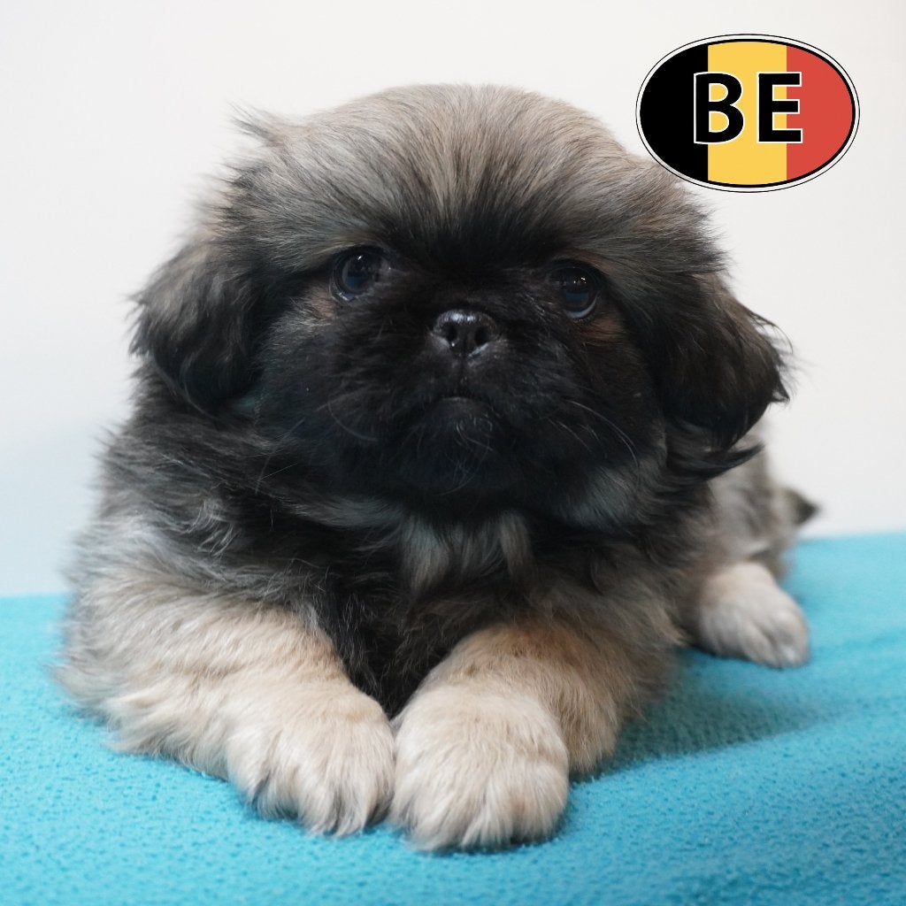 Pekingees - Belgische pups te koop, België, Handelaar, CDV (hondenziekte), 8 tot 15 weken