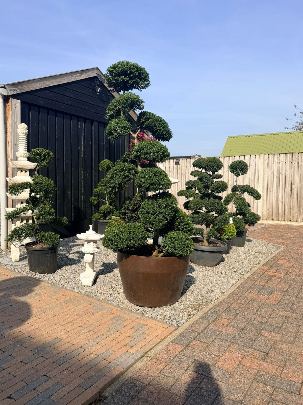 Bonsai ilex crenata japanse tuin, Jardin & Terrasse, Enlèvement
