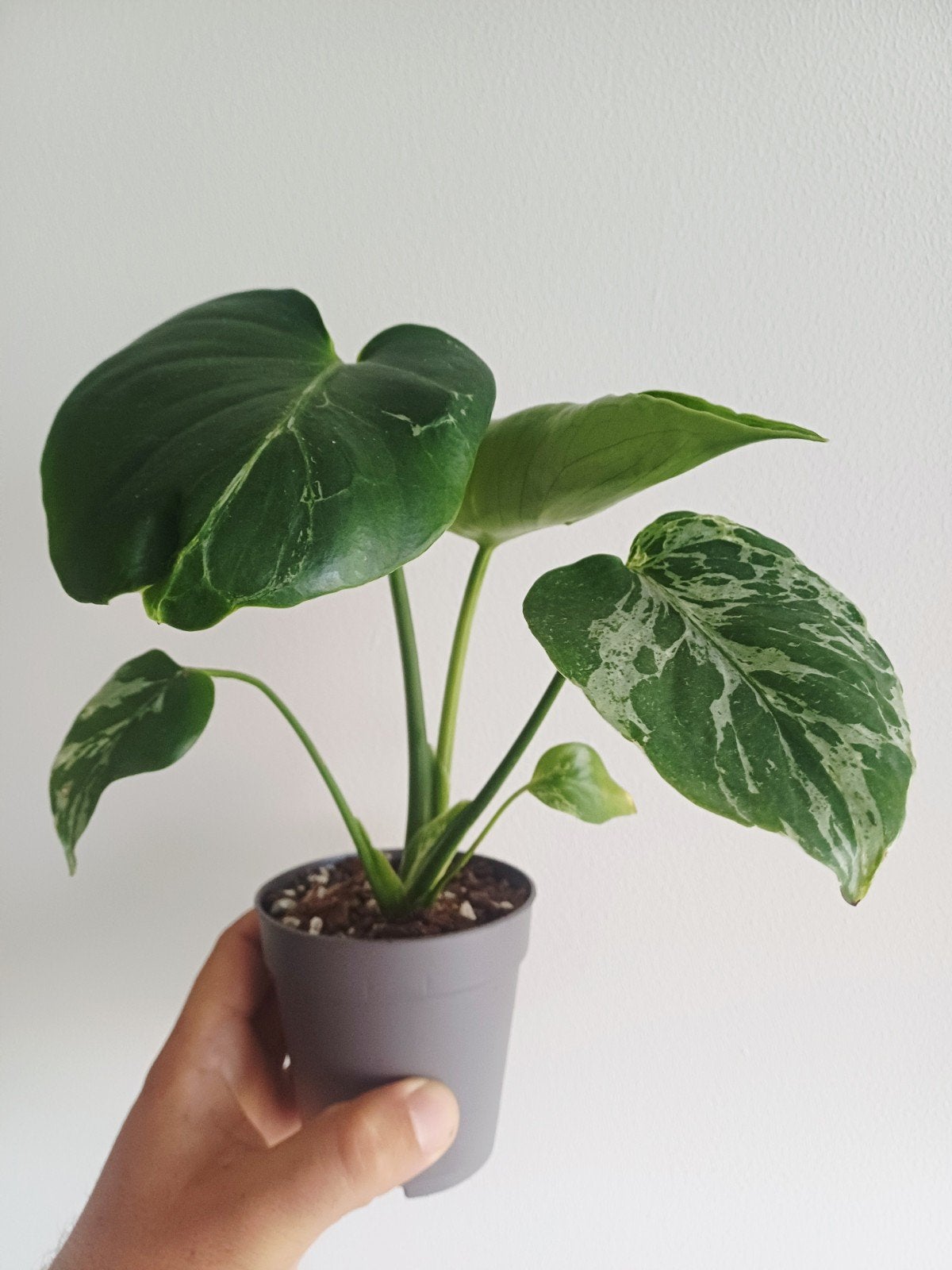 Monstera Bulbasaur, Maison & Meubles, Plantes d'intérieur, Autres espèces, En pot, Enlèvement ou Envoi, Moins de 100 cm