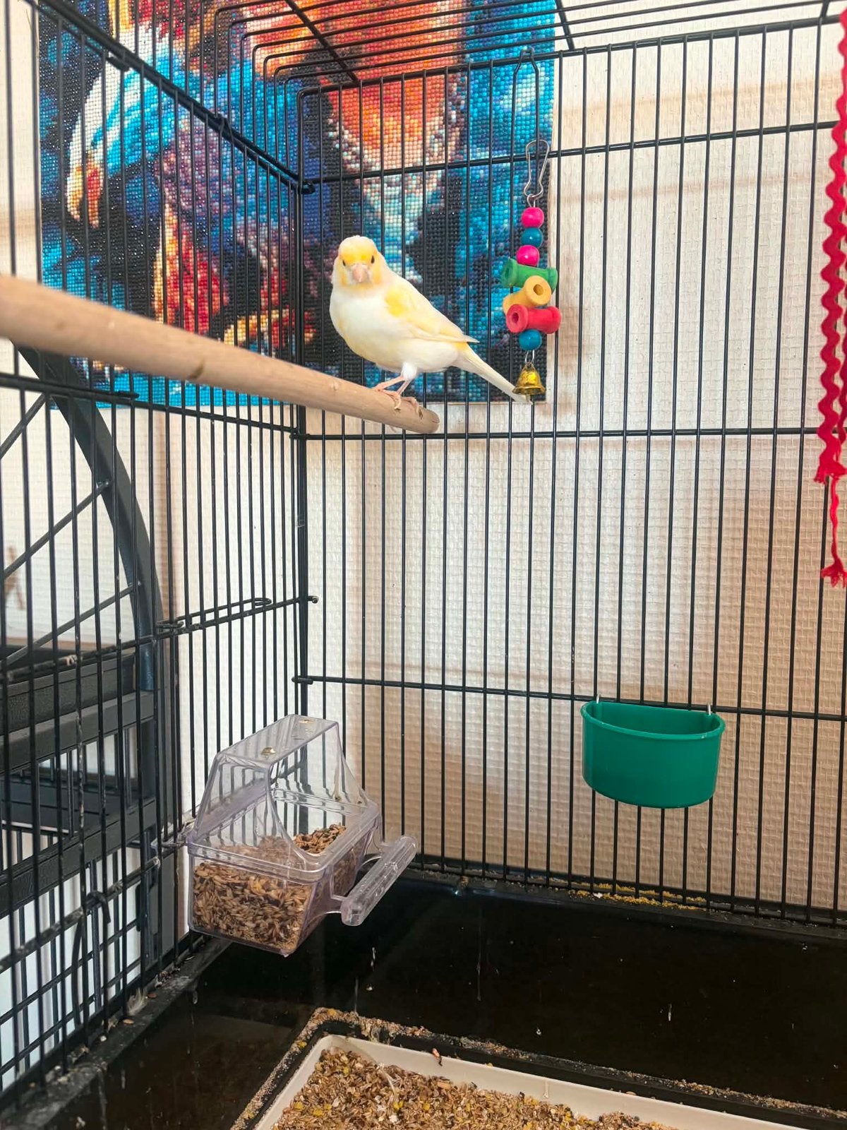Canari male a vendre, Mâle