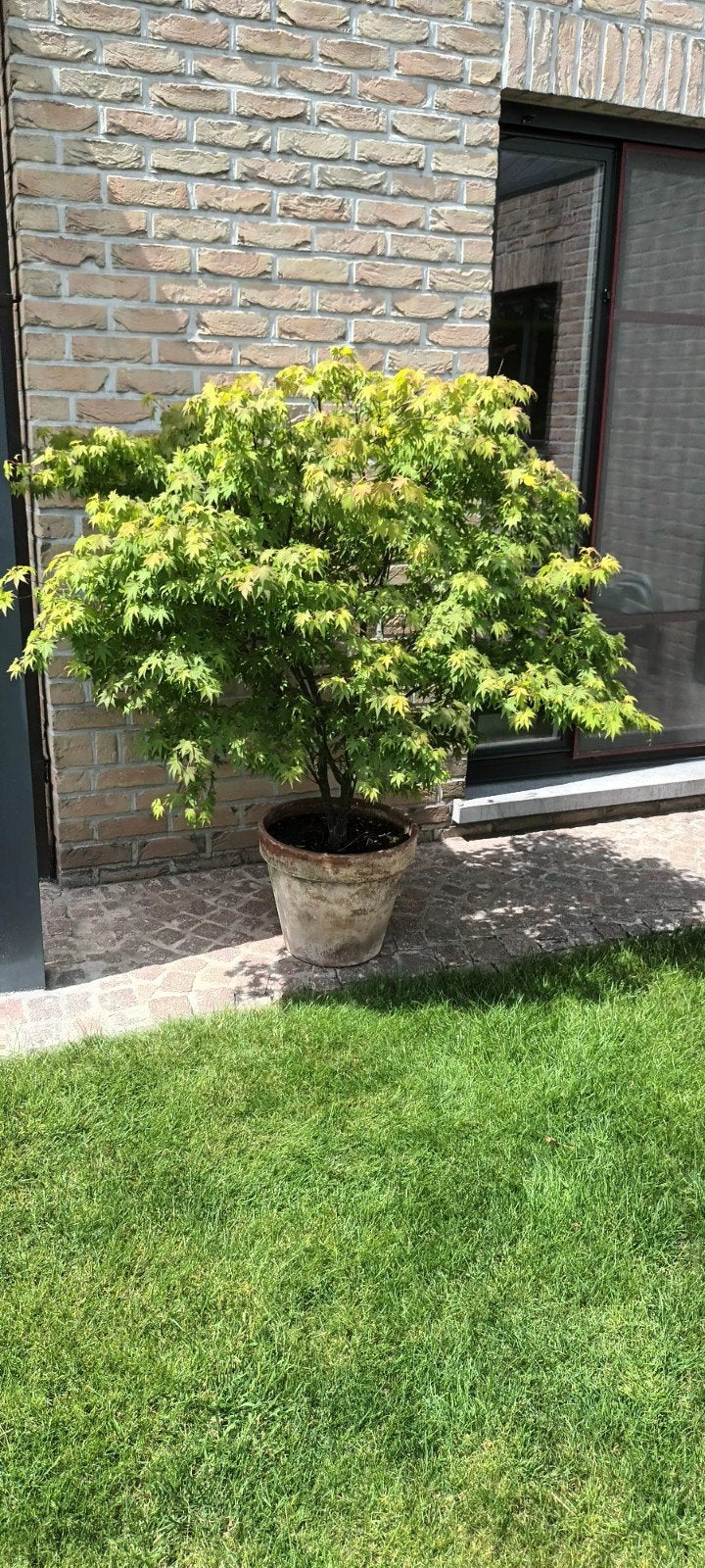 Prachtige plant 1.60m hoog met pot., Tuin en Terras, Planten | Bomen, Ophalen