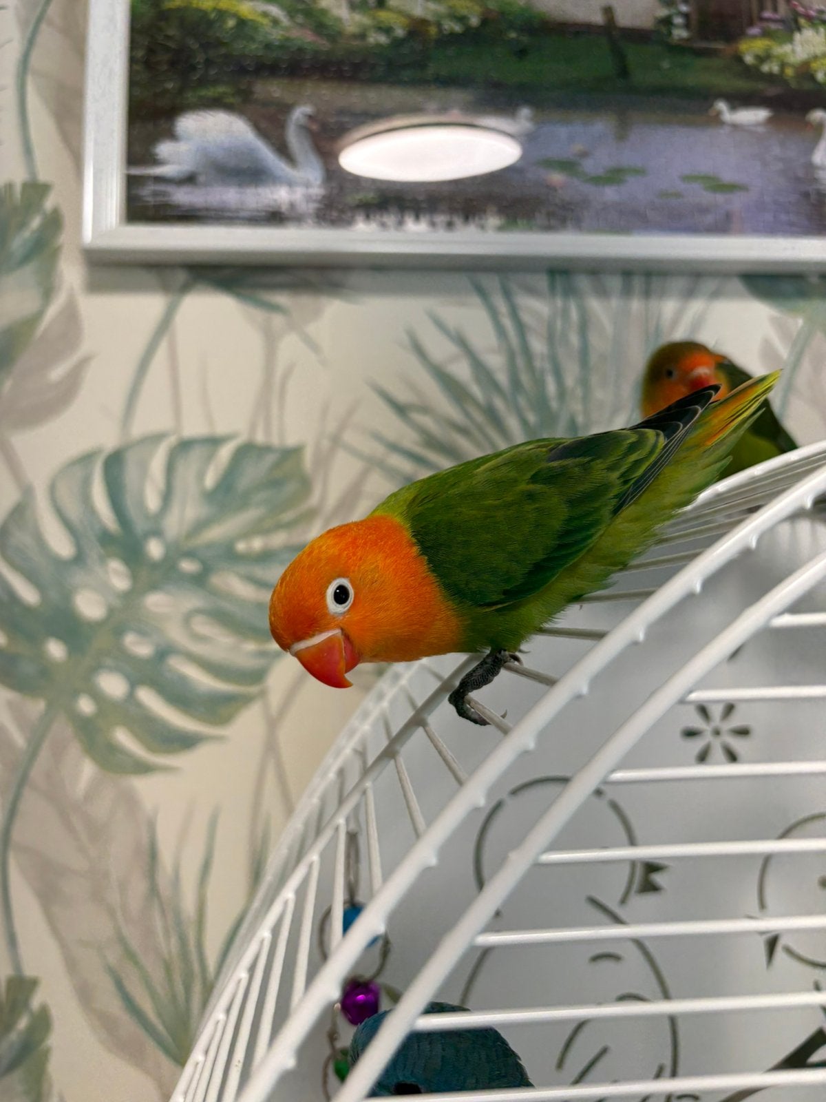Inséparables fischer EAM, Animaux & Accessoires, Oiseaux | Accessoires, Enlèvement ou Envoi
