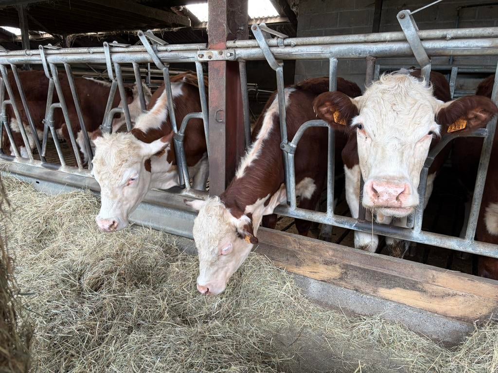 Hereford vaarzen, Dieren en Toebehoren, Vrouwelijk, 0 tot 2 jaar