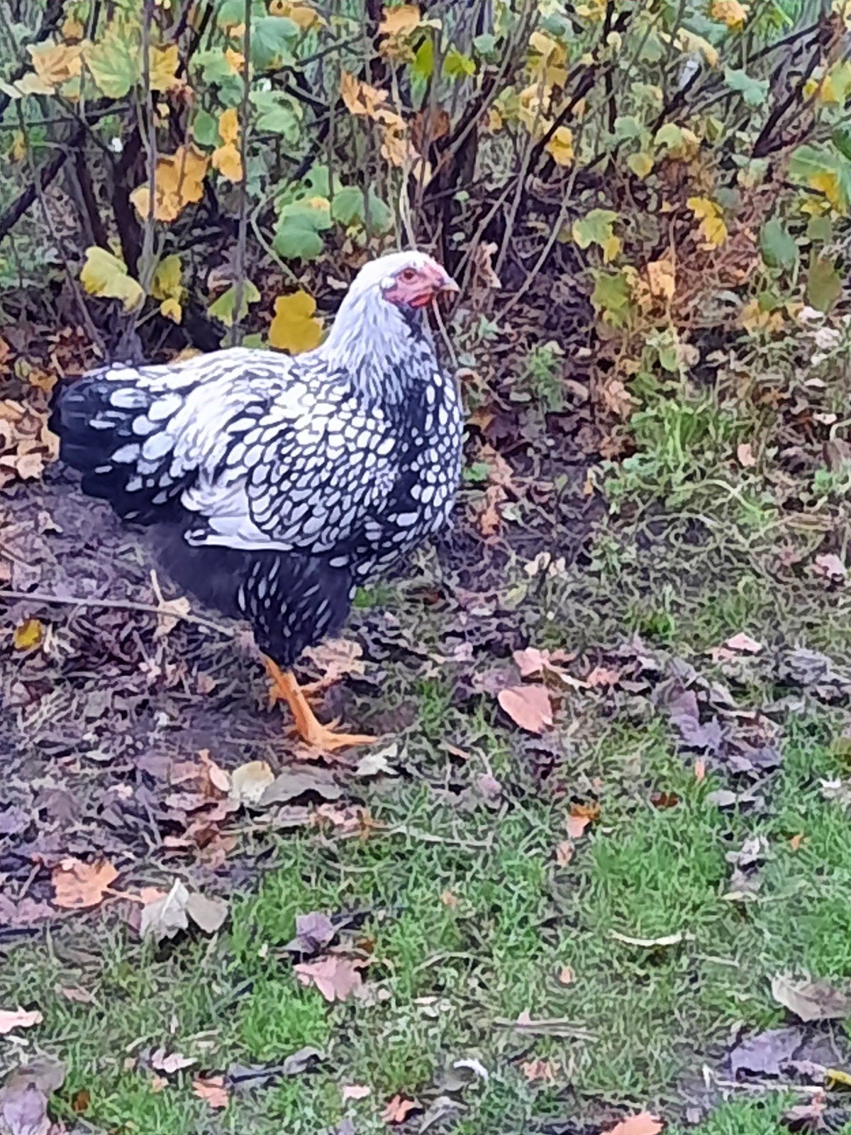 Wyandotte groothoender hanen, Mâle, Poule ou poulet