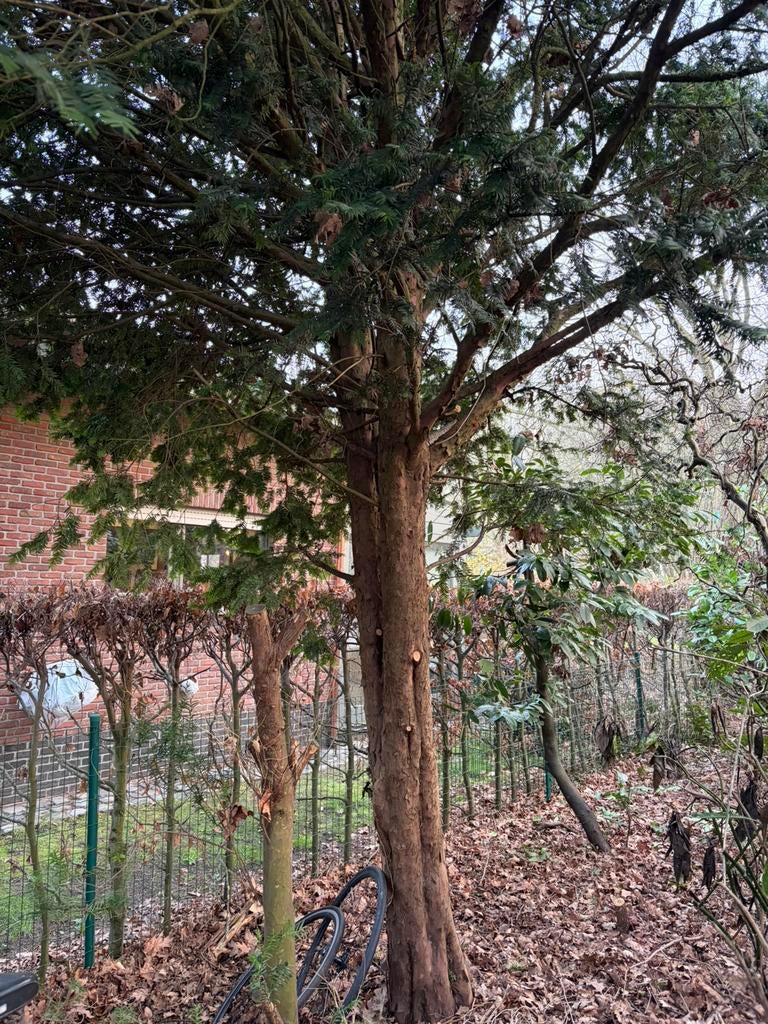 Taxus hout, meerdere beschikbaar, Doe-het-zelf en Bouw, Hout en Planken, Ophalen