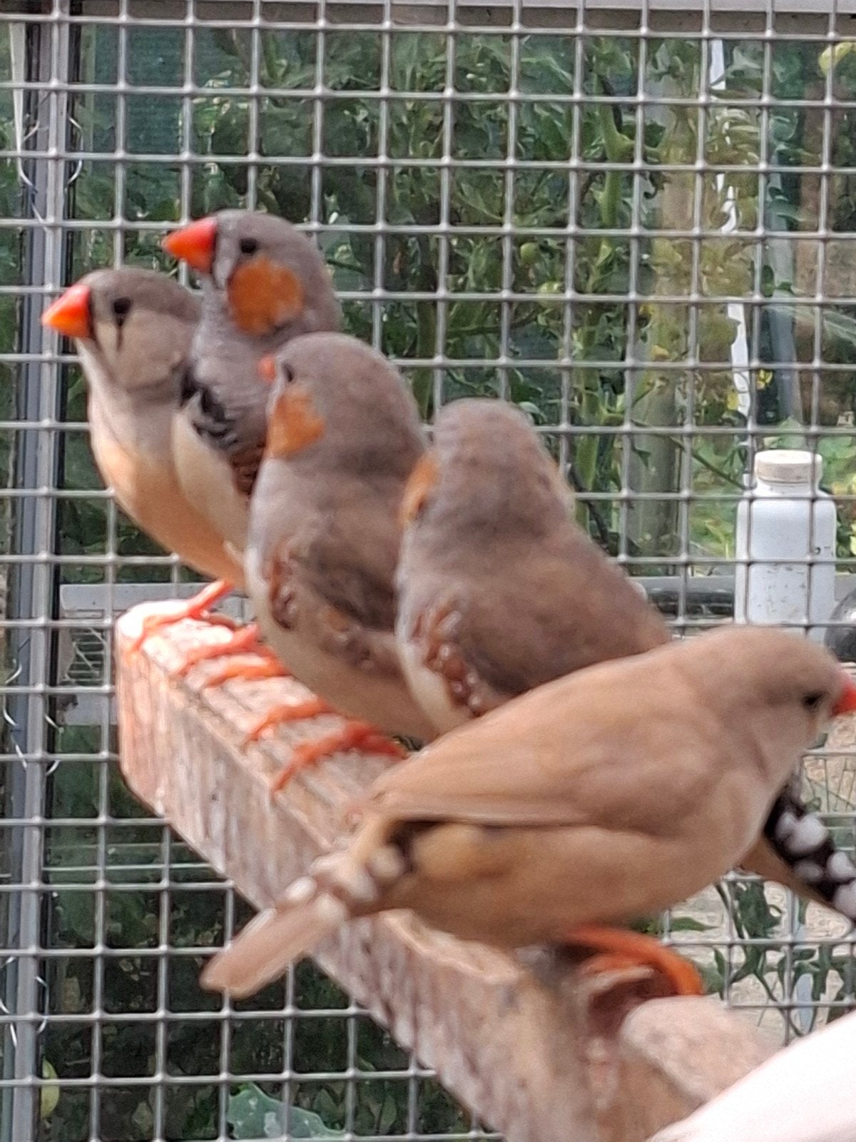 Zebravinken, Dieren en Toebehoren, Vogels | Overige Vogels
