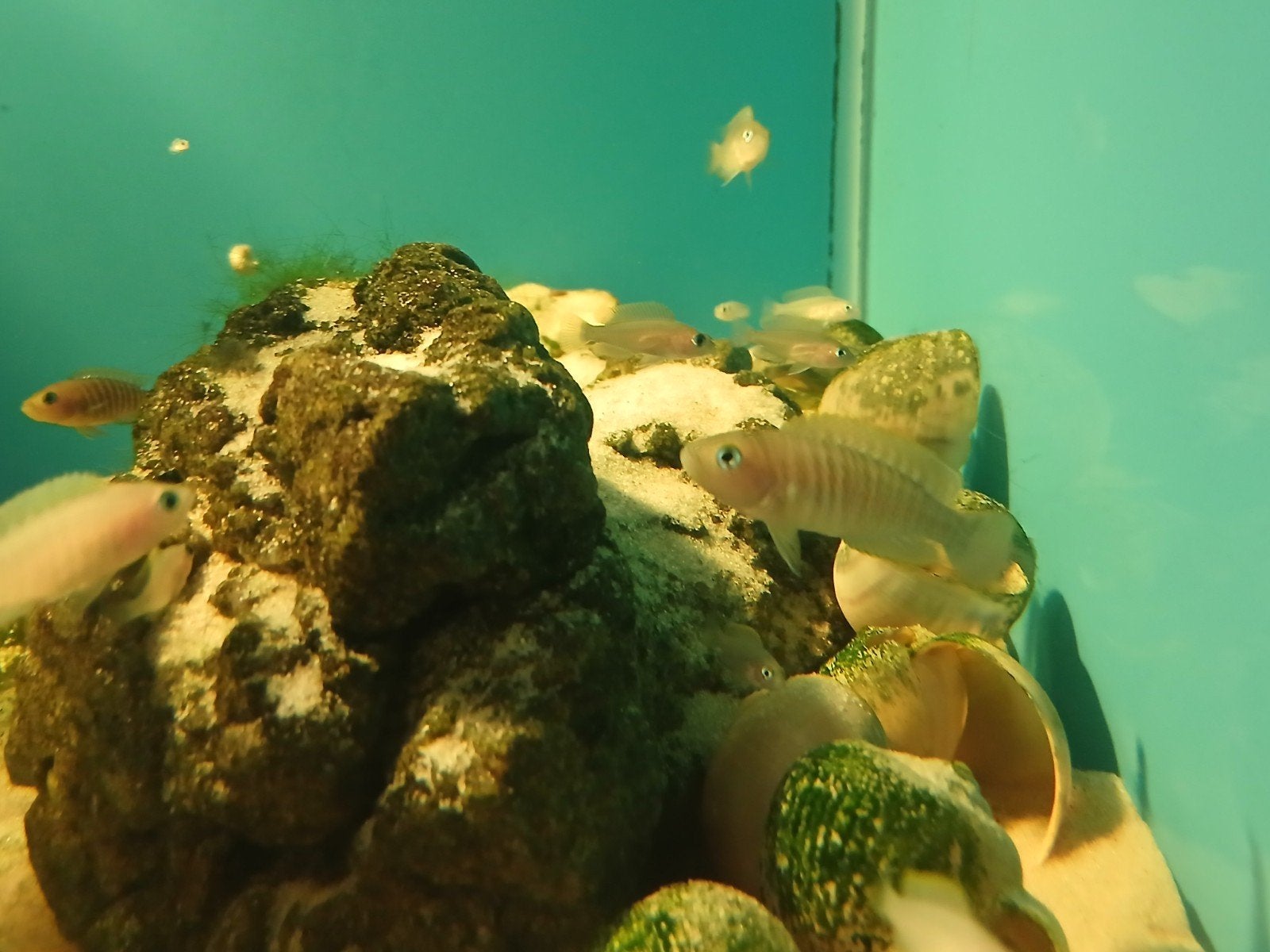 Slakkenhuis cichliden, Dieren en Toebehoren, Vissen | Aquariumvissen