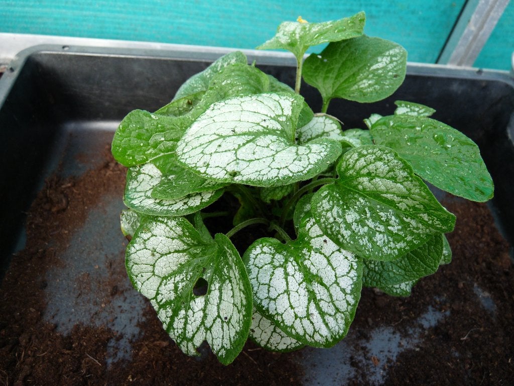brunnerra, Autres espèces, Printemps, Enlèvement, Plante fixe