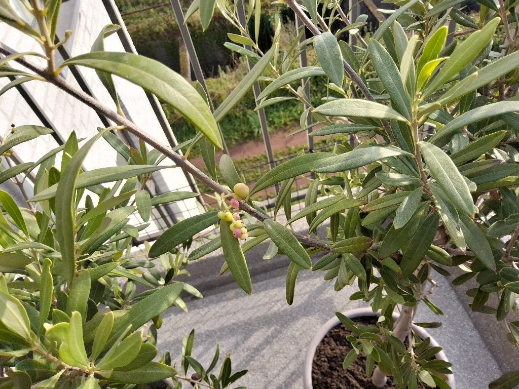 2 magnifiques olivier en pot avec soucoupes,  avec olives..., Jardin & Terrasse, Enlèvement, En pot, Olivier, 100 à 250 cm