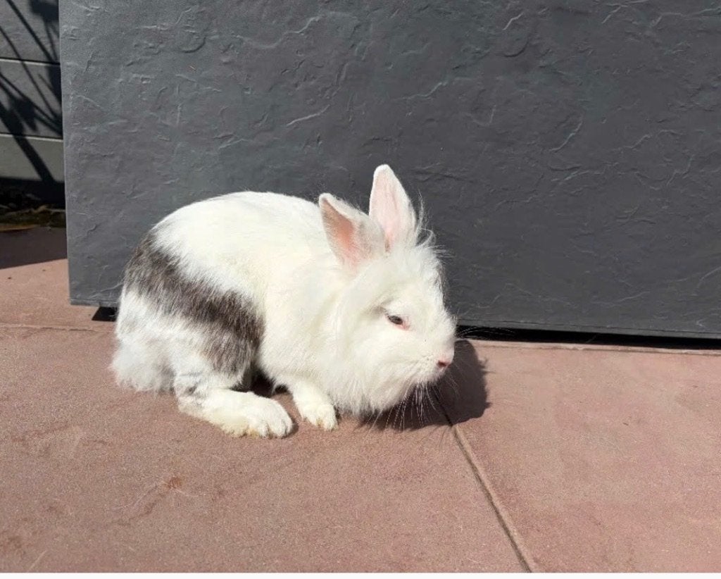 Gratis konijntjes, Plusieurs animaux, Nain
